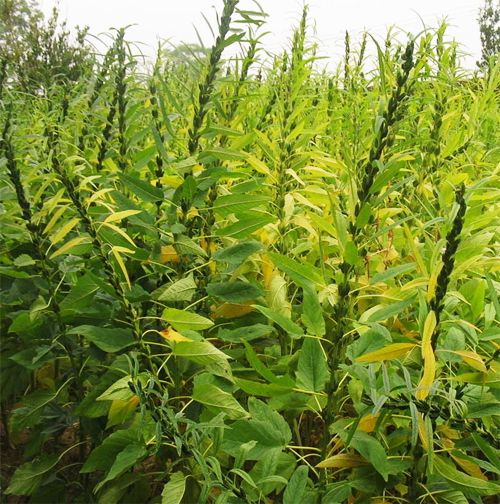 Black Sesame Seed 30 Seeds Semen Sesami Nigrum Nutrient Rich Herb Plant